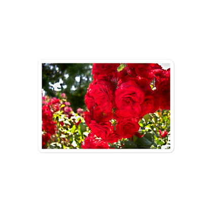 A medium rectangular vinyl sticker with an image of bright red roses in a garden.