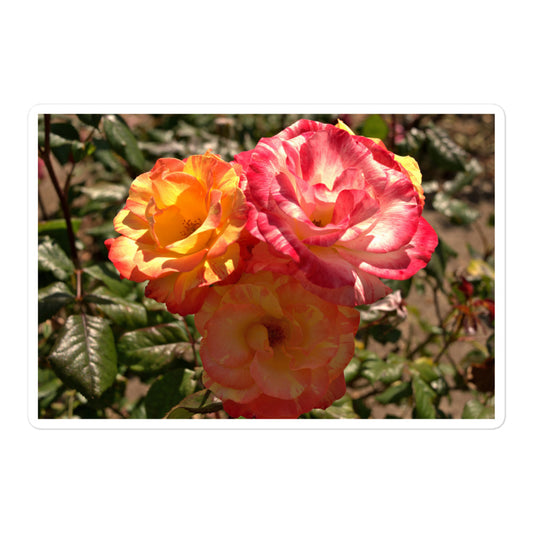 A large rectangular vinyl sticker with an image of three multi-colored pink and yellow roses.
