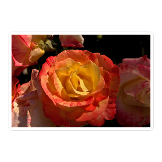 A large rectangular vinyl sticker with a close-up image of a pink and yellow rose bloom.