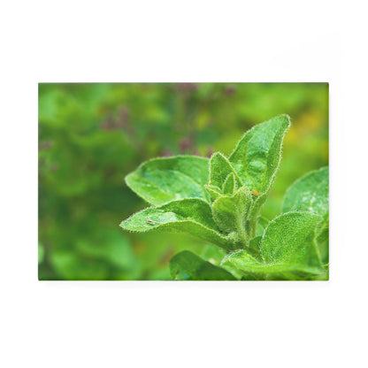 Rectangular button magnet with a close-up image of fresh oregano sprigs.