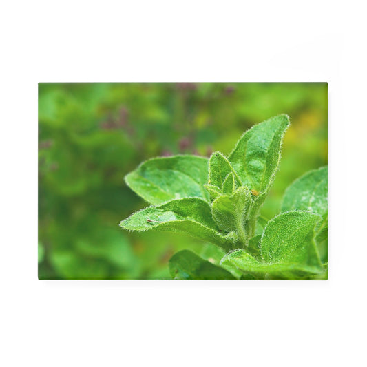 Rectangular button magnet with a close-up image of fresh oregano sprigs.
