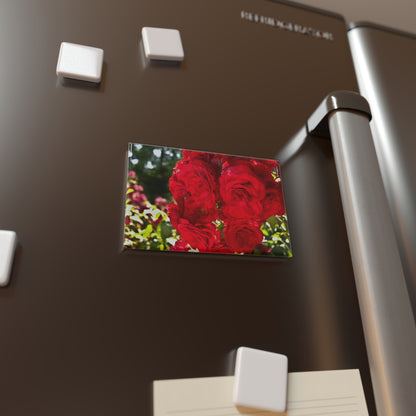 Lifestyle photo of a rectangular button magnet with a close-up image of sunlit crimson roses, placed on a fridge.