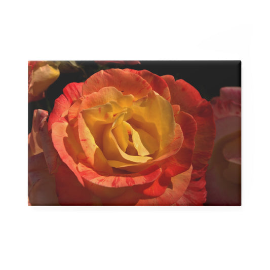 A rectangular button magnet featuring a close-up warm sunset rose, with vibrant petals.