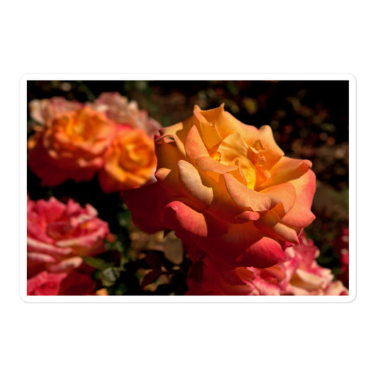 A large rectangular vinyl sticker with an image of pink, orange, and yellow roses.