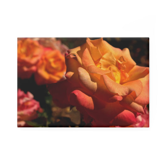 A rectangular button magnet with an image of a cluster of sunset-toned blush roses.