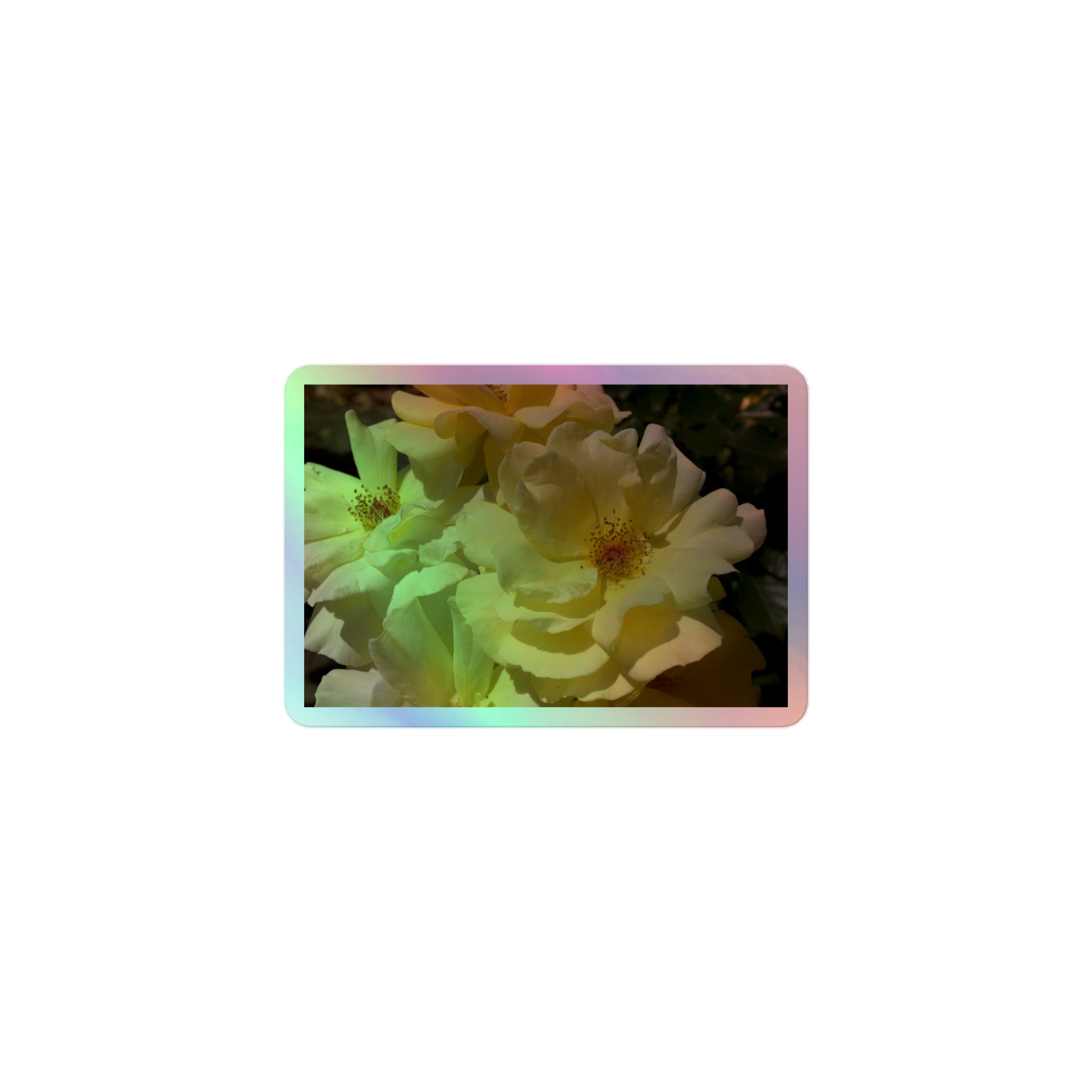 A small rectangular holographic sticker with an image of off-white rose blooms with visible stamen.
