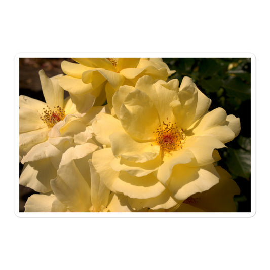 A large rectangular vinyl sticker with an image of pale yellow roses with visible stamen.