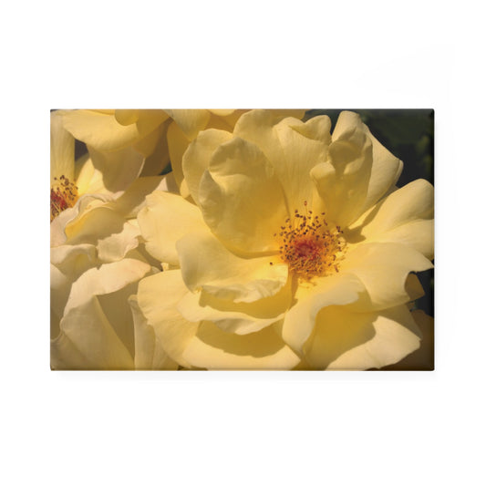 A rectangular button magnet with an image of creamy yellow roses in soft lighting.
