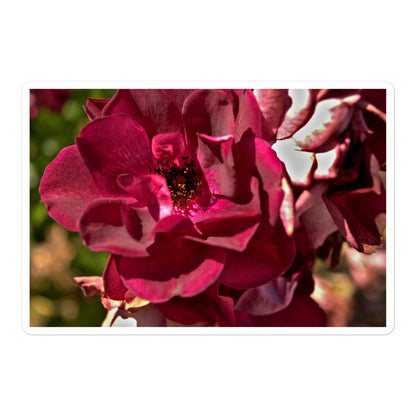 A large rectangular vinyl sticker with an image of a maroon colored rose bloom.