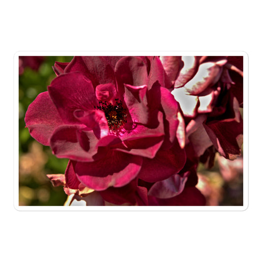 A large rectangular vinyl sticker with an image of a maroon colored rose bloom.