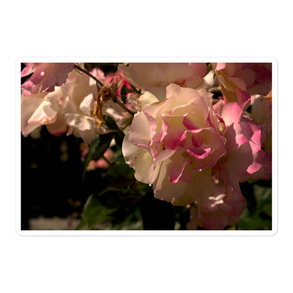 A large rectangular vinyl sticker with an image of light pink and white blooms on a rose bush.