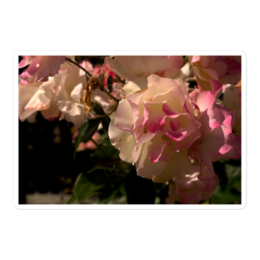 A large rectangular vinyl sticker with an image of light pink and white blooms on a rose bush.