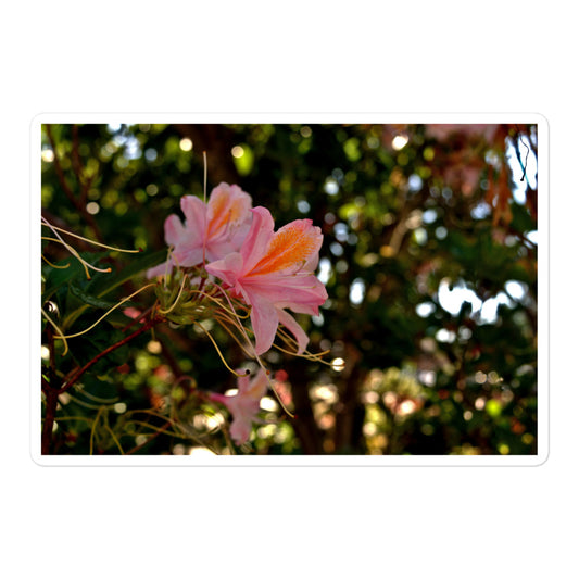 A large rectangular vinyl sticker with an image of light pink azaleas with orange accents.