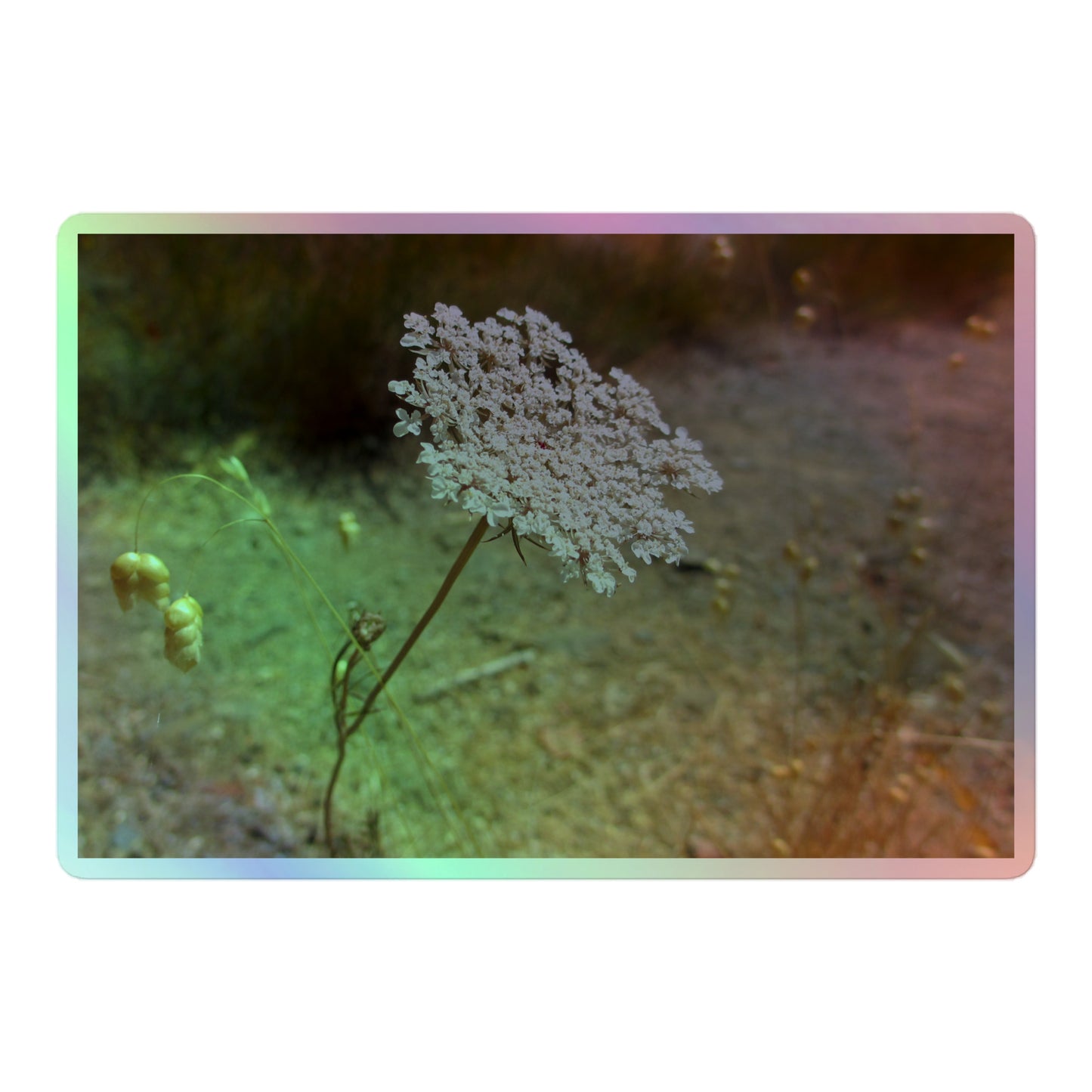 A large rectangular holographic sticker with a close-up image of a Queen Anne's Lace flower.