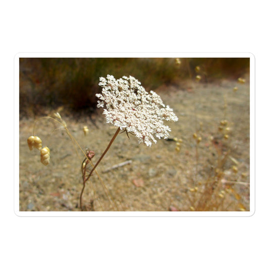 A large rectangular vinyl sticker with an image of a white Queen Anne's Lace bloom.