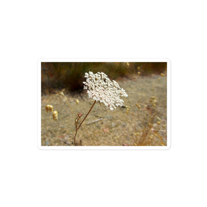 A medium rectangular vinyl sticker with an image of a white Queen Anne's Lace bloom.