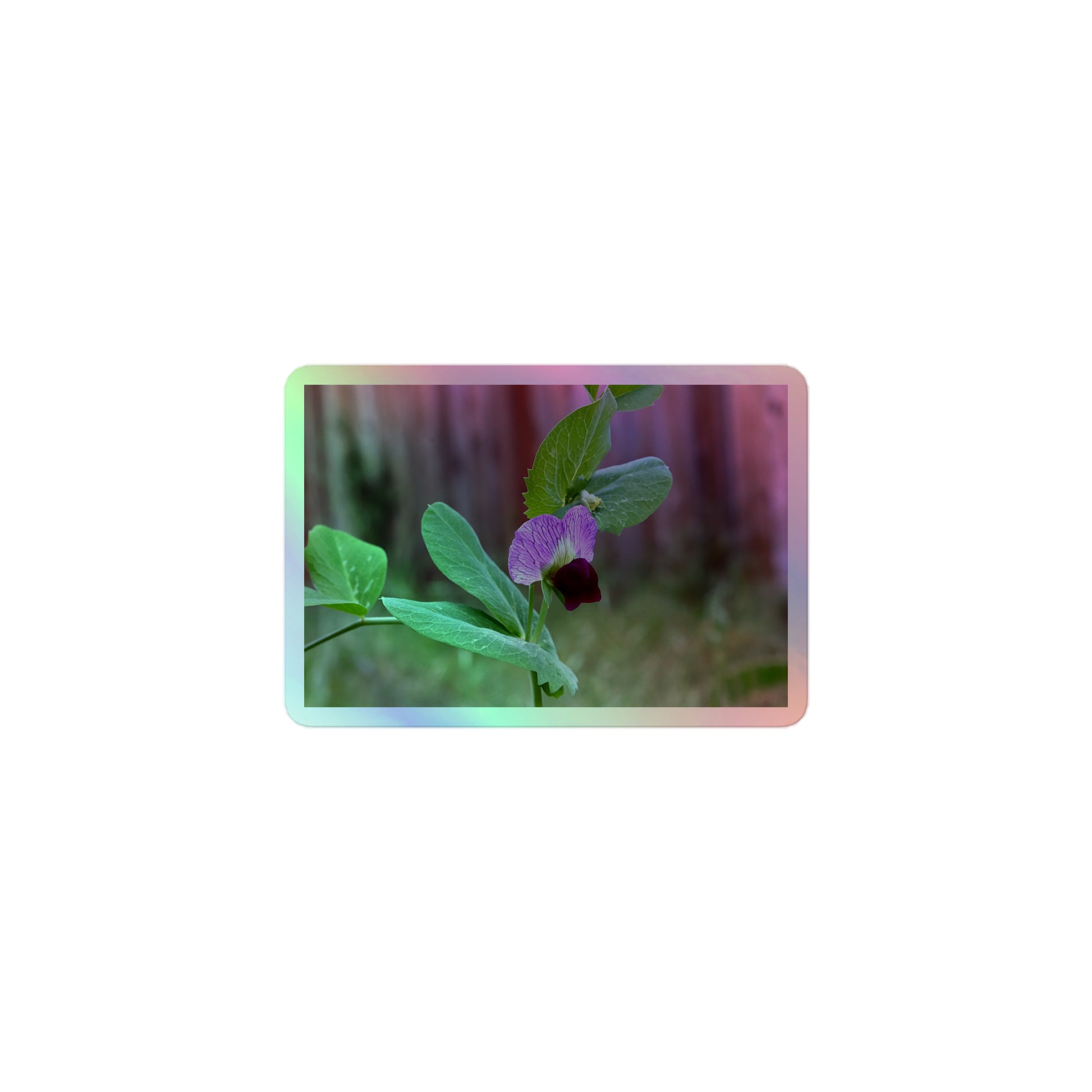 A small rectangular holographic sticker with a close-up image of a purple sweet pea with green leaves.