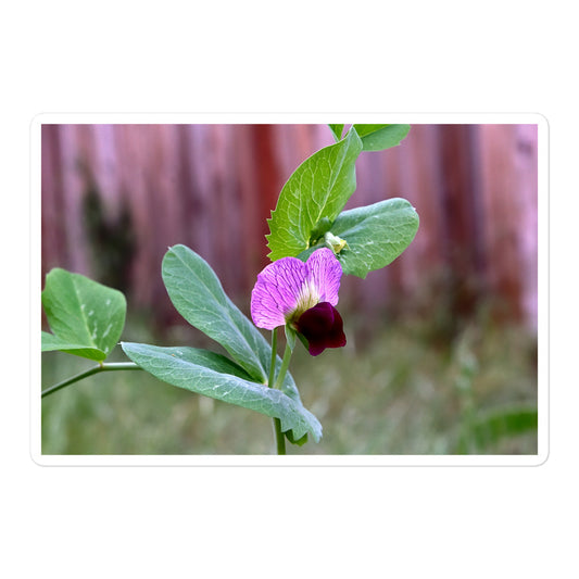 A large rectangular vinyl sticker with an image of a sweet pea bloom.