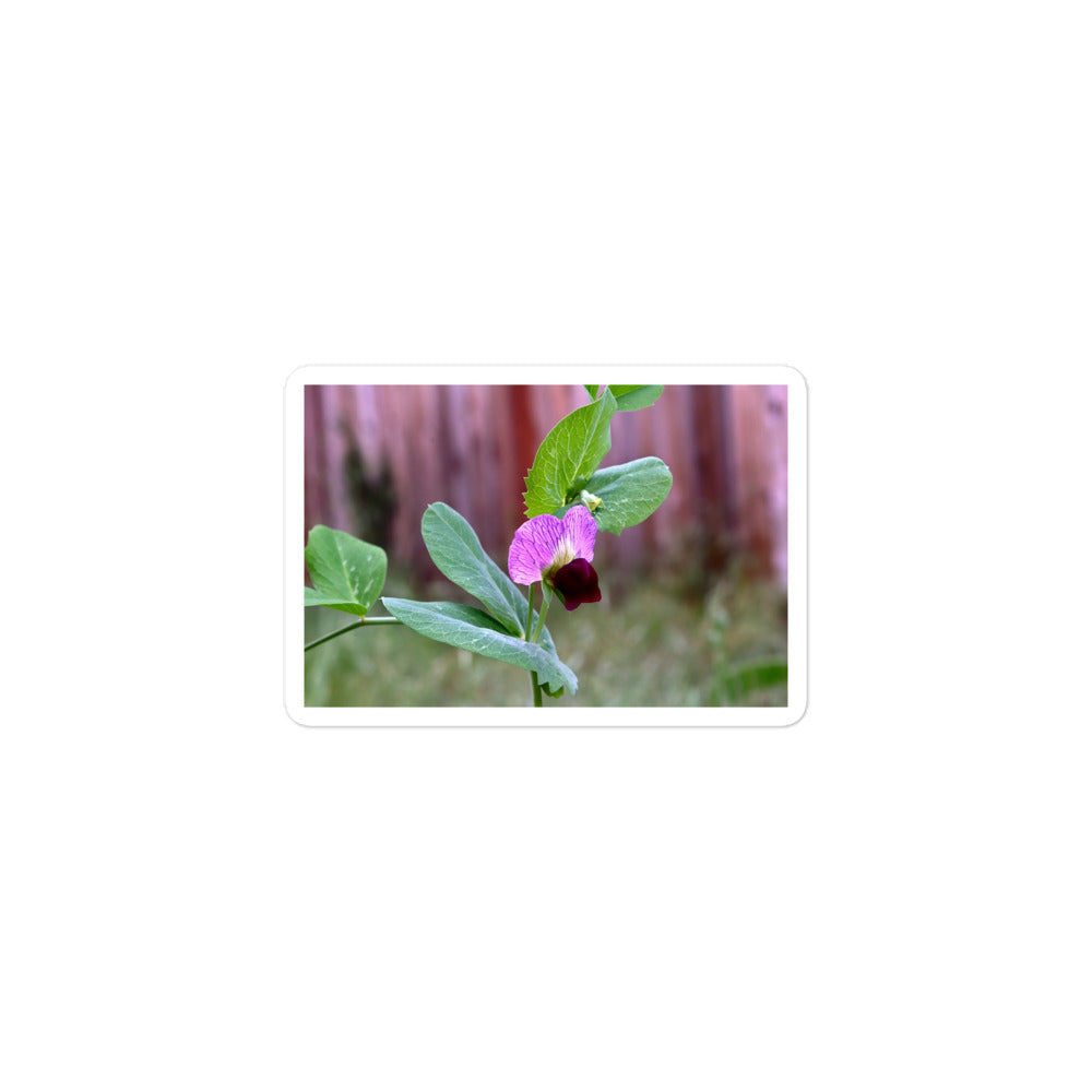 A small rectangular vinyl sticker with an image of a sweet pea bloom.