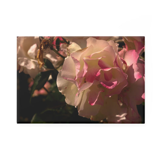 A rectangular button magnet with an image of a cream and pink rose in morning light.