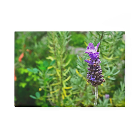 A rectangular button magnet with an image of a bright purple lavender bloom against a vibrant green garden background.