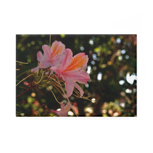 A rectangular button magnet with an image of pastel pink azaleas with orange accents in front of a blurred green background.