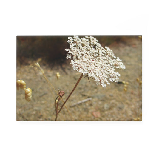 A rectangular button magnet with an image of Queen Anne's lace flower.