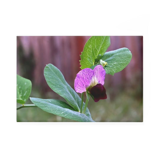 A rectangular button magnet featuring a close-up image of a purple wild sweet pea flower with green leaves in the background.