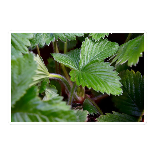 A large rectangular vinyl sticker with a close-up image of strawberry leaves.