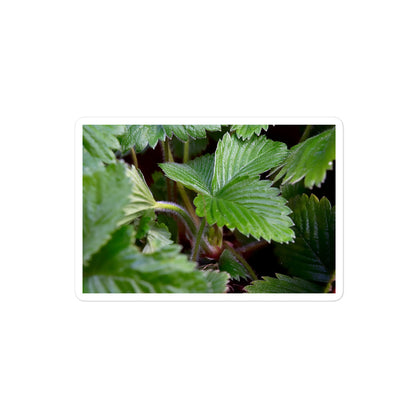 A medium rectangular vinyl sticker with a close-up image of strawberry leaves.