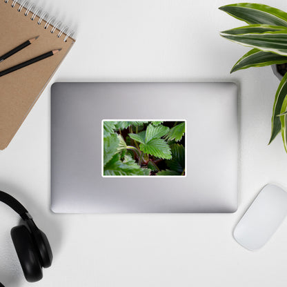 Lifestyle photo of a rectangular vinyl sticker with a close-up image of strawberry leaves, placed on the outside of a laptop.