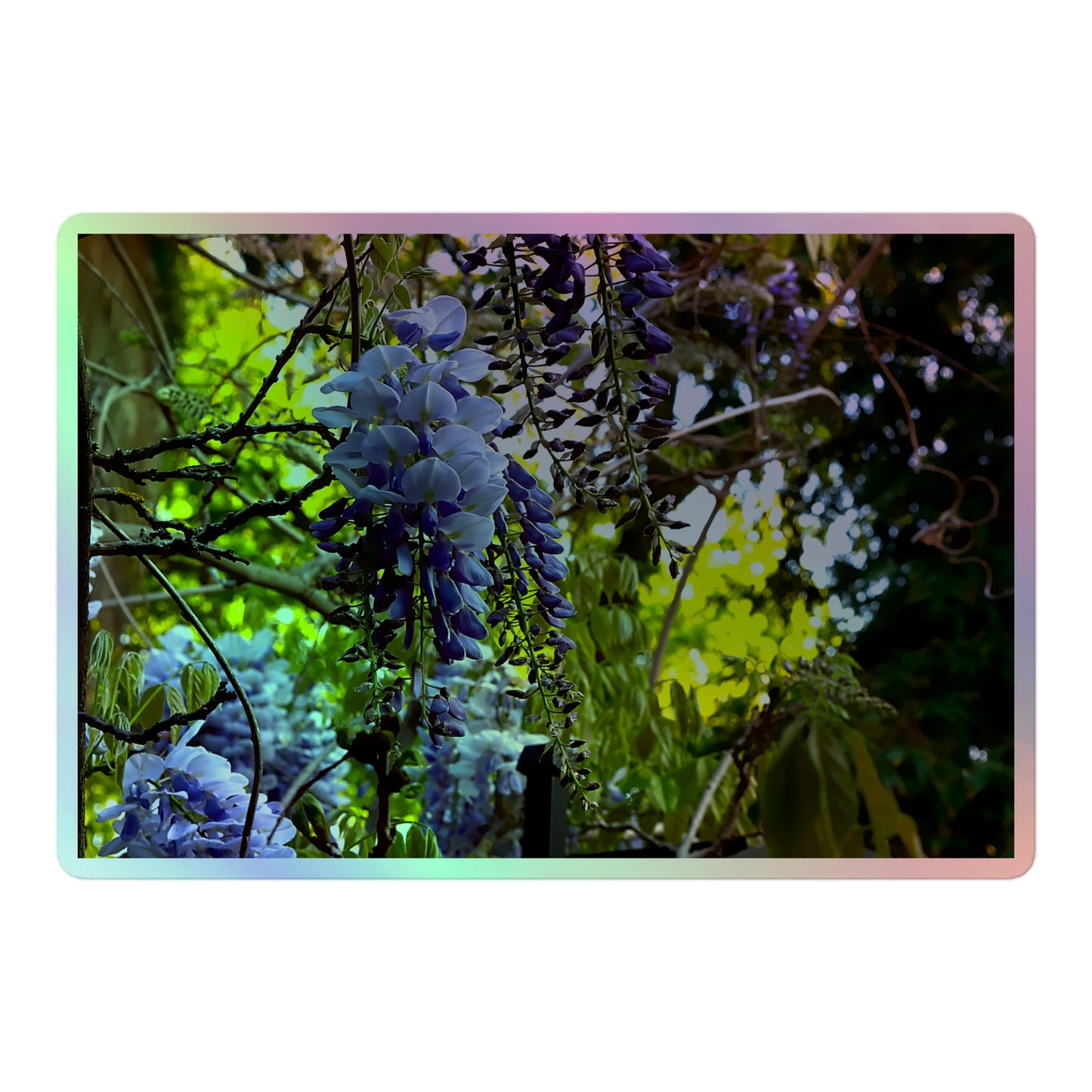 A large rectangular holographic sticker with an image of purple wisteria blooms in a vibrant green garden.
