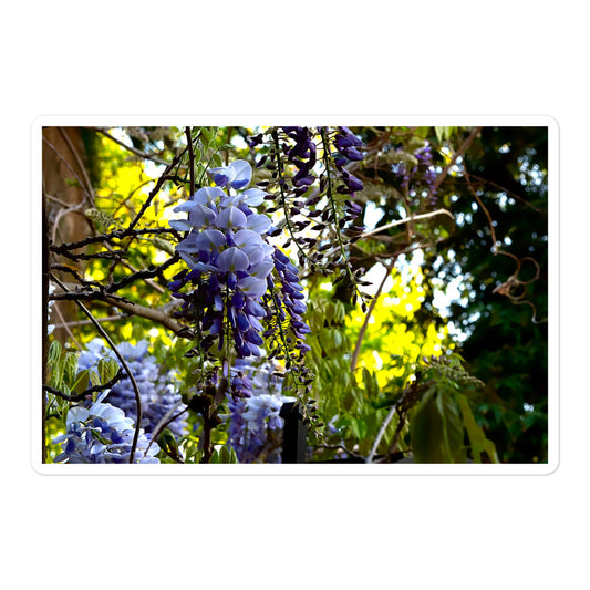 A large rectangular vinyl sticker with an image of purple wisteria blooms against a green background.