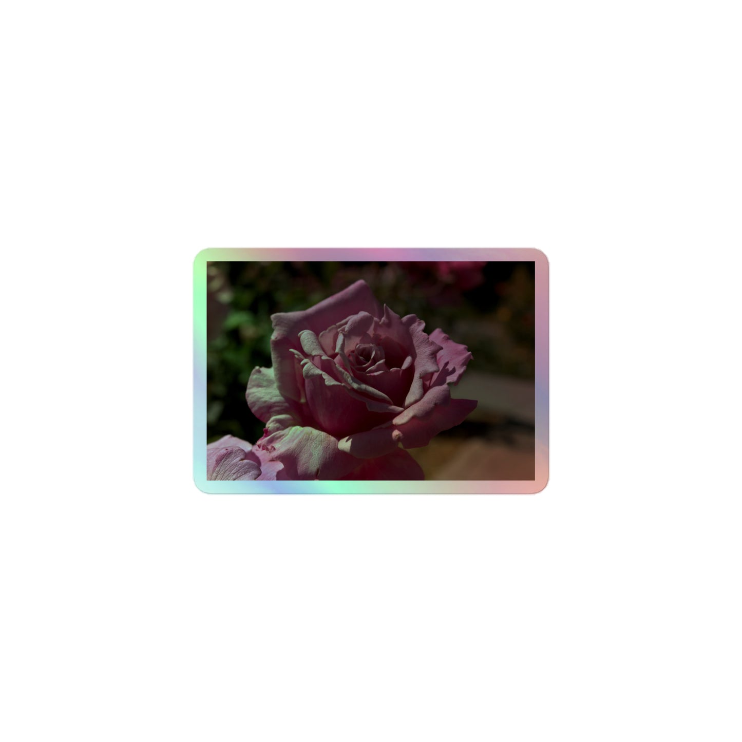 A small rectangular holographic sticker with a close up image of a light pink rose bloom.