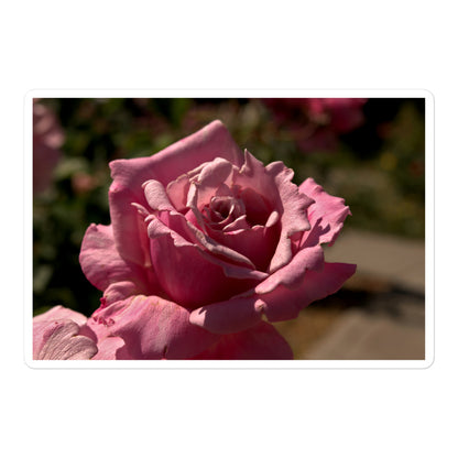 A large rectangular vinyl sticker with a close-up image of a bright pink rose bloom.