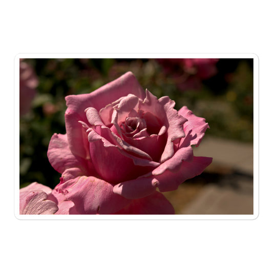 A large rectangular vinyl sticker with a close-up image of a bright pink rose bloom.