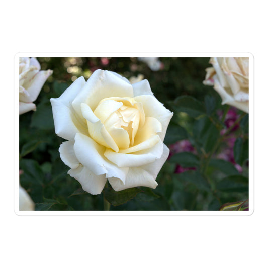 A large rectangular vinyl sticker with a close-up image of a white rose bloom with a pale yellow center.