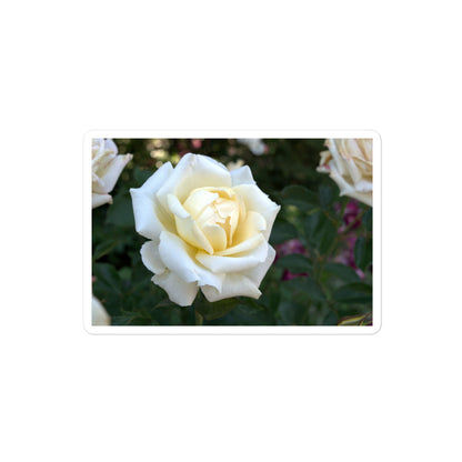 A medium rectangular vinyl sticker with a close-up image of a white rose bloom with a pale yellow center.