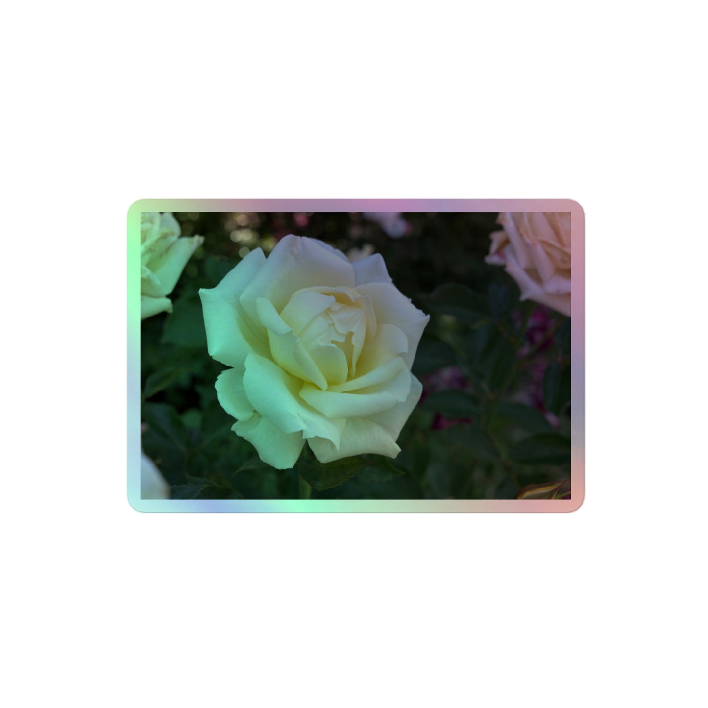 A medium rectangular holographic sticker with an image of a cluster of white roses with dark green leaves.