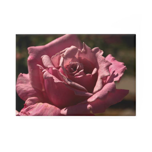 A rectangular button magnet with an image of a light pink rose with detailed petal texture.