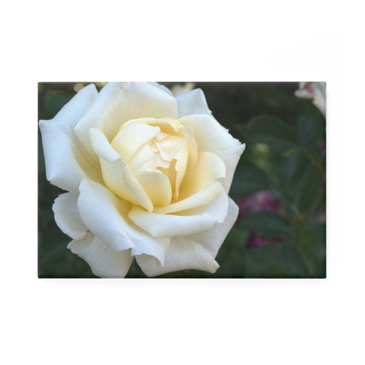 A rectangular button magnet with a close-up of a white rose bloom with a golden center, set against a blurred green foliage background.