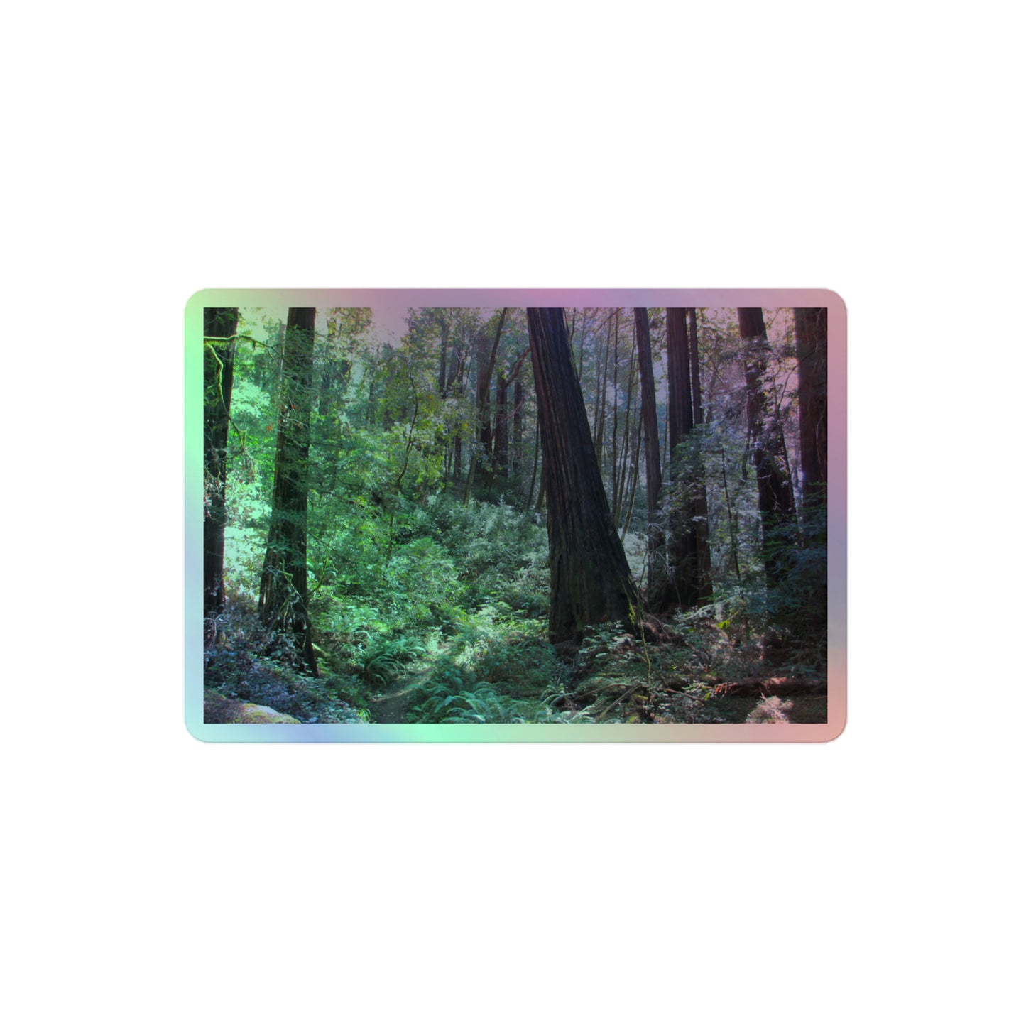 A medium rectangular holographic sticker with an image of a trail through a redwood forest with lots of green underbrush.