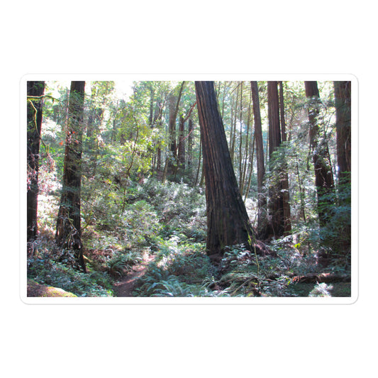 A large rectangular vinyl sticker with an image of a trail through a redwood forest.