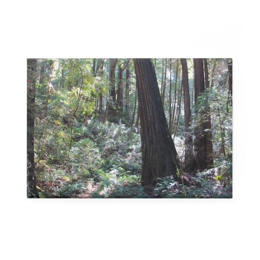 A rectangular button magnet with an image of a redwood forest and fern-lined floor.