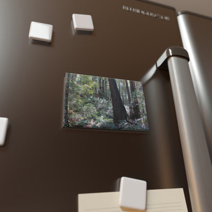 Lifestyle photo of a rectangular button magnet with an image of a redwood forest and a fern lined floor, placed on a fridge.