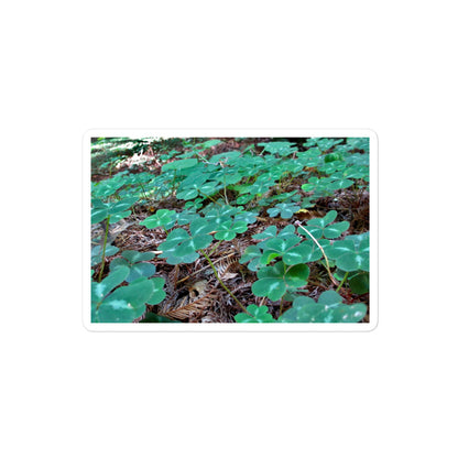 A medium rectangular vinyl sticker with an image of a field of vivid green clovers and redwood needles.