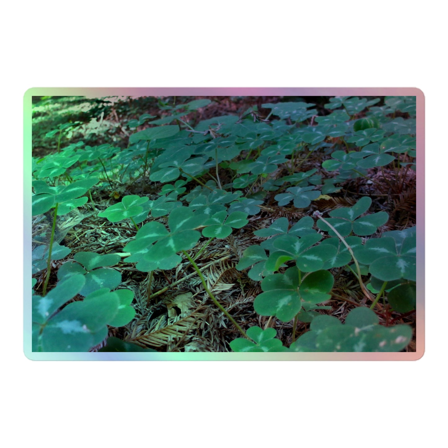 A large rectangular holographic sticker with an image of vivid green clover among redwood needles.