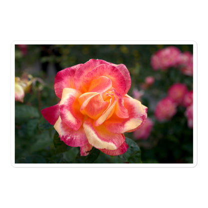 A large rectangular vinyl sticker with an image of a pink and yellow rose bloom with dark green leaves.