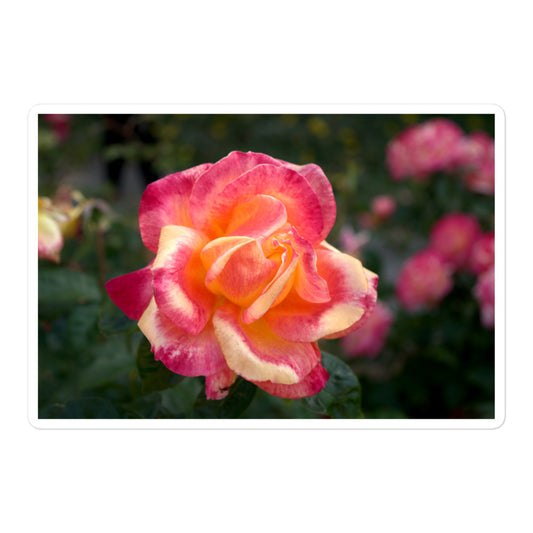 A large rectangular vinyl sticker with an image of a pink and yellow rose bloom with dark green leaves.