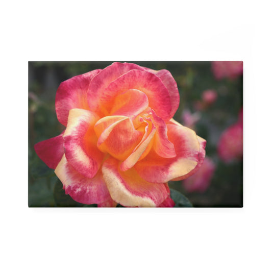 A rectangular button magnet with an image of a pink and orange rose in the center, set against a blurred background a rose garden.